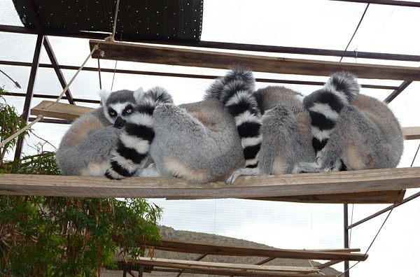 ��� �����