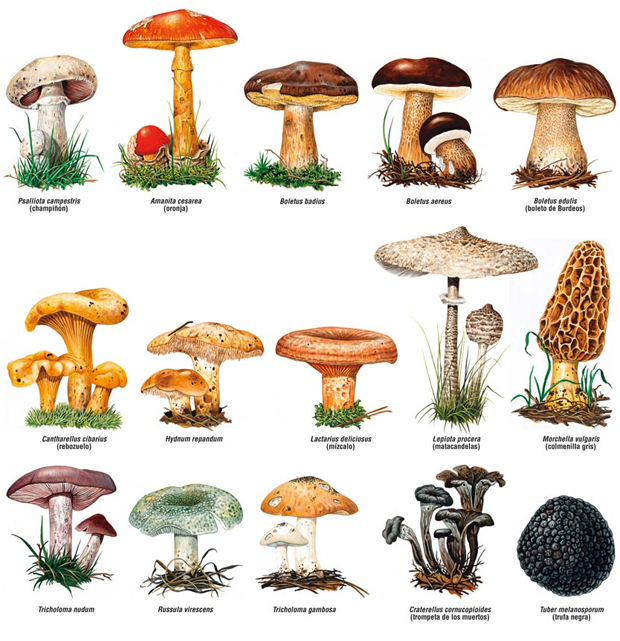 Съедобные грибы на Тенерифе