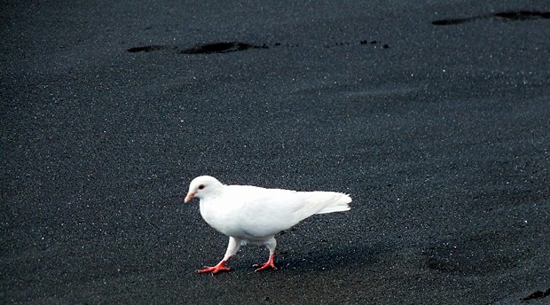 ����� ��������