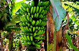 Канарские бананы