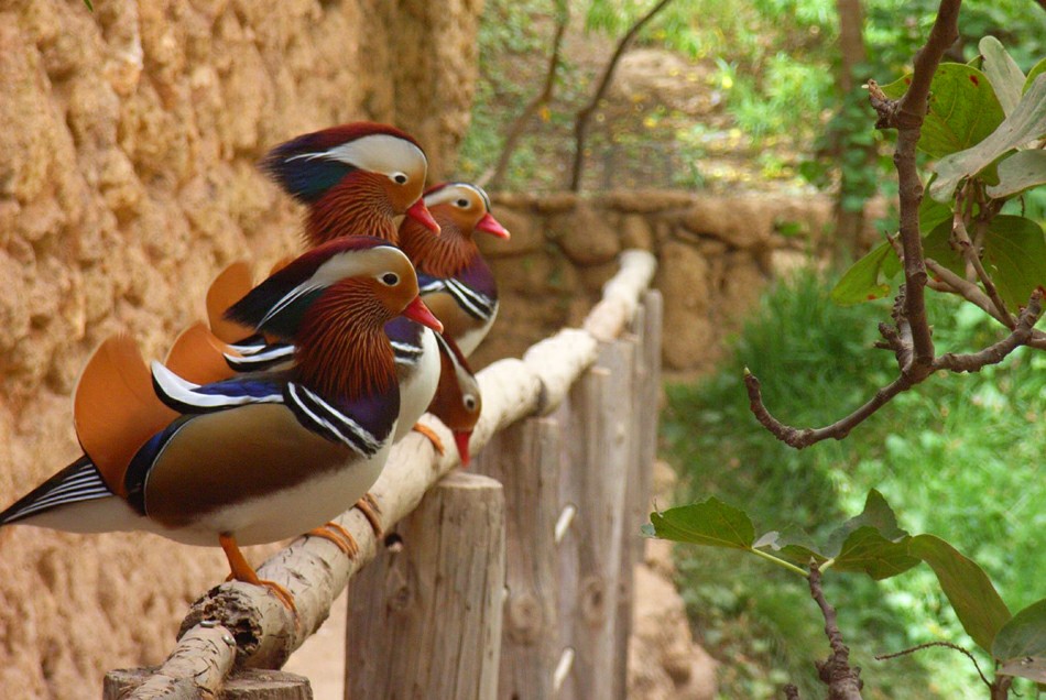 Парк «Амазония». Птичий вольер. Парк «Амазония». Птичий вольер.