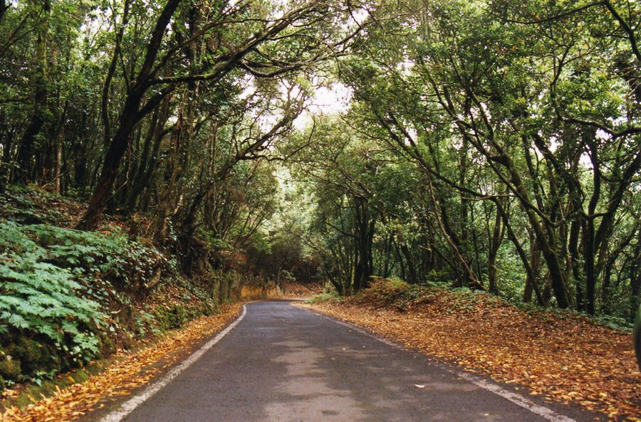 ������ TF-12 ����� ���� �����