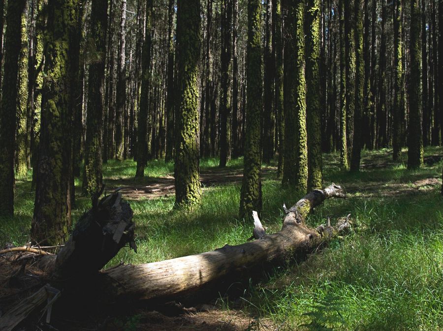 ��� ��������� �� ��������