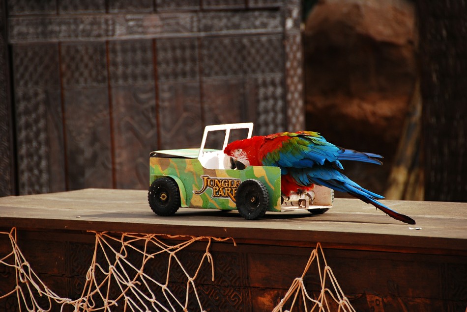 ���� �����