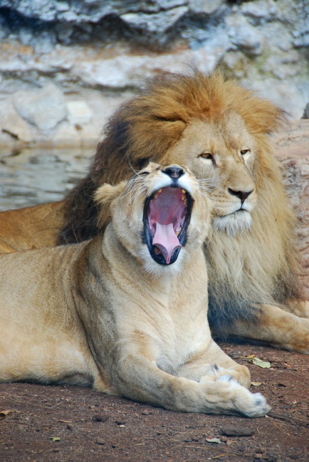 ���� �����