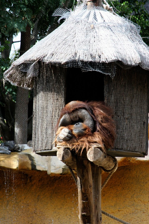 ���� �����