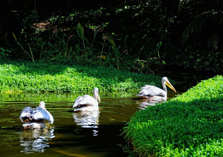 ���� �����