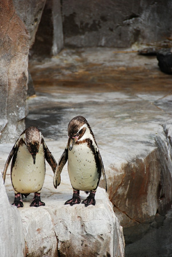 ���� �����