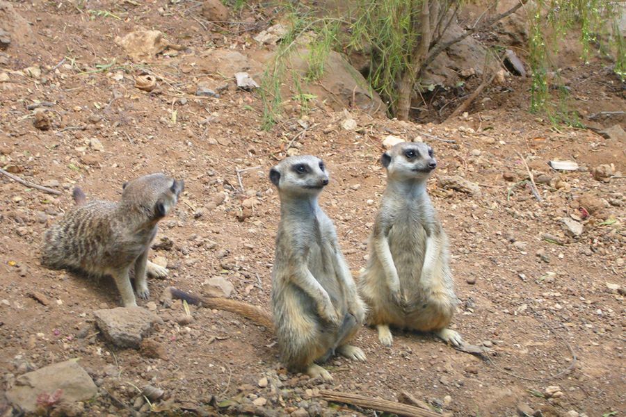 ���� �����