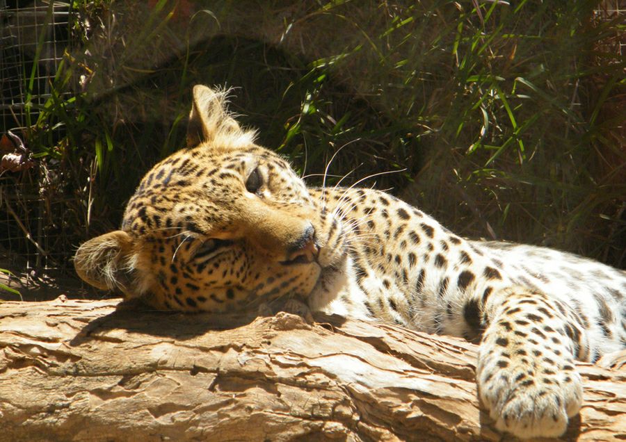 ���� �����