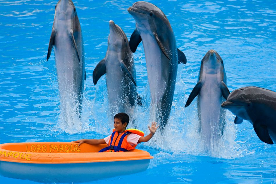 Лоро парк: представление дельфинов
