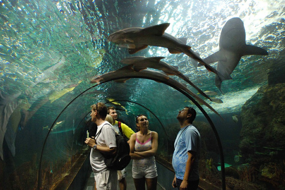 Лоро парк: туннель с акулами