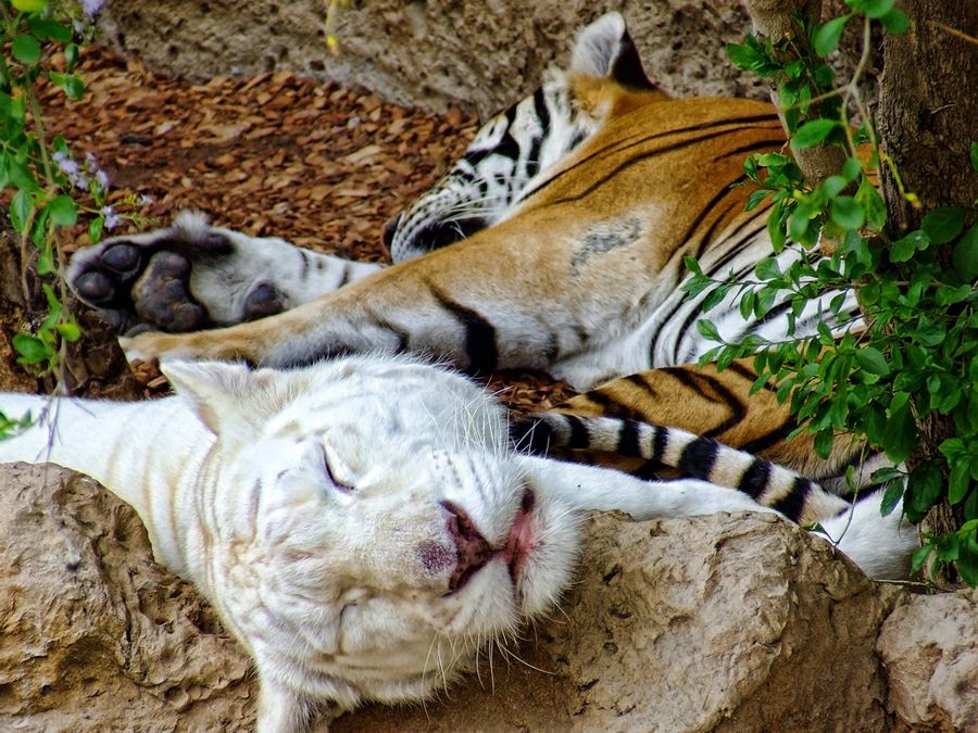 Лоро парк: тигры