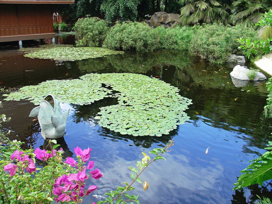 Лоро парк: пруд в «Тайской деревне»