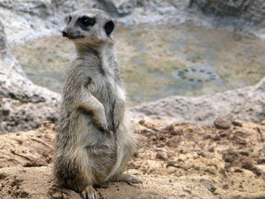 ���� ����: �������