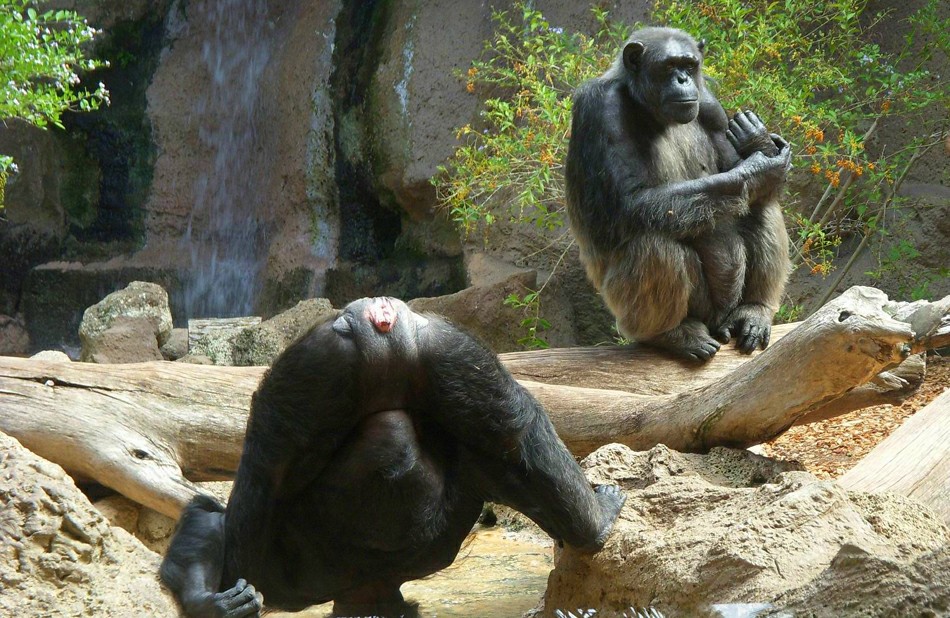 Лоро парк: шимпанзе