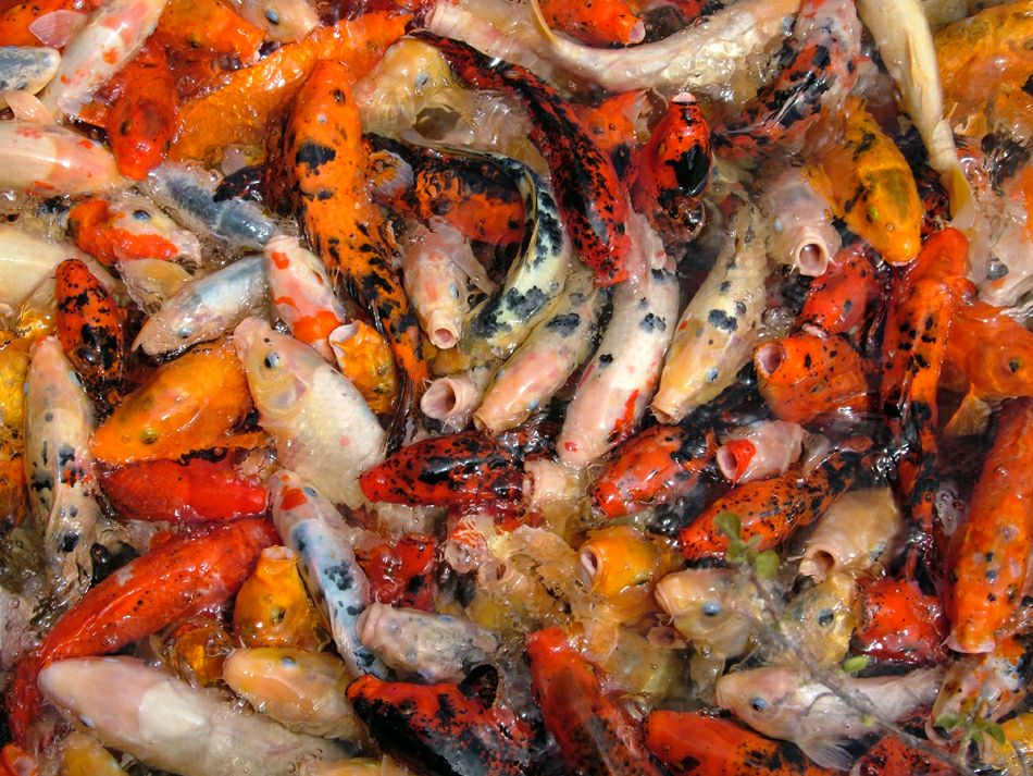 ���� ����: ����� ���