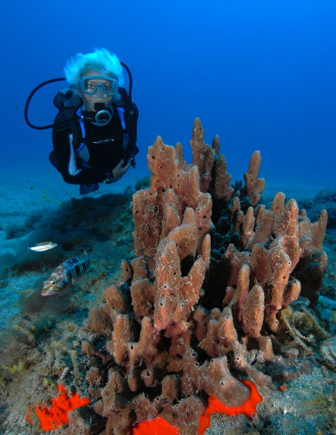 ������� �� ��������