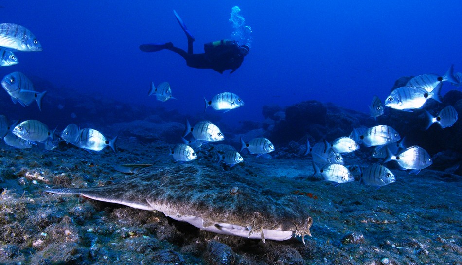 ������� �� ��������