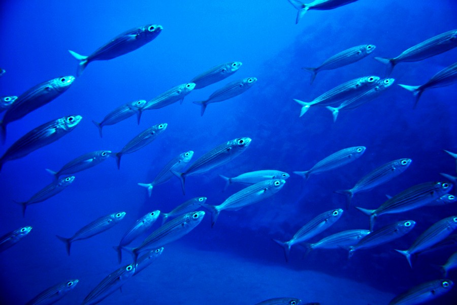 ��������� ����� �� ��������