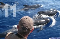 Киты и дельфины на Тенерифе, рыбалка, дайвинг, морские экскурсии