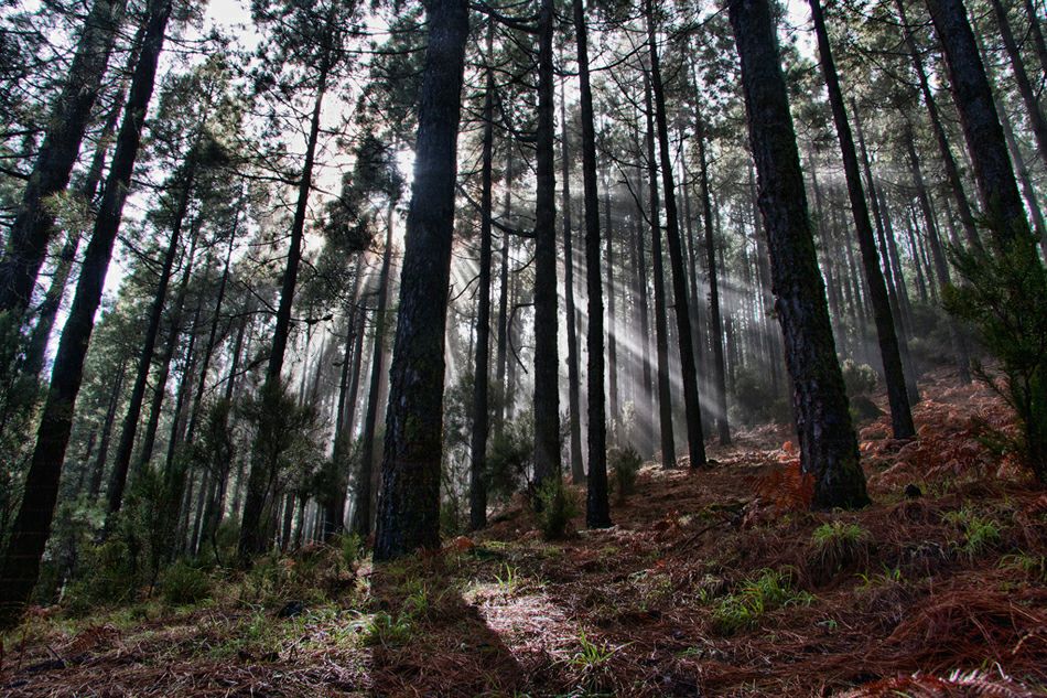 ��� ���������