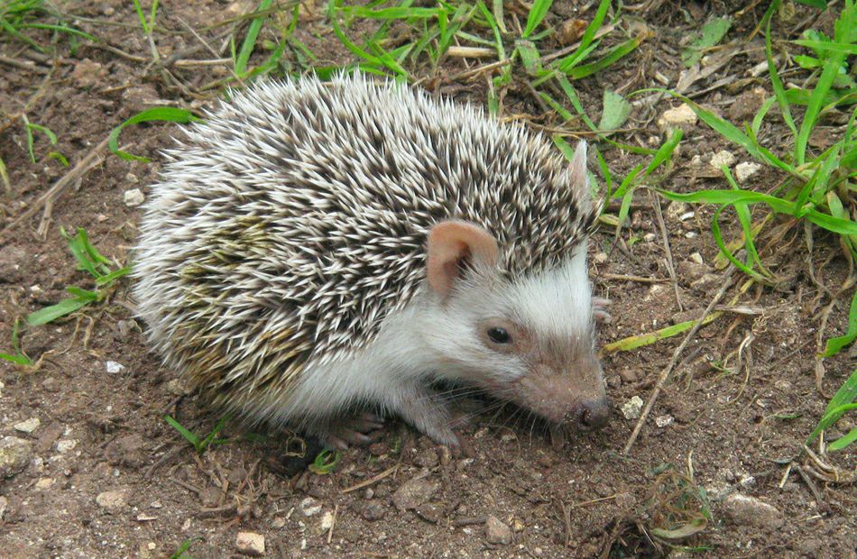 ��������� ����