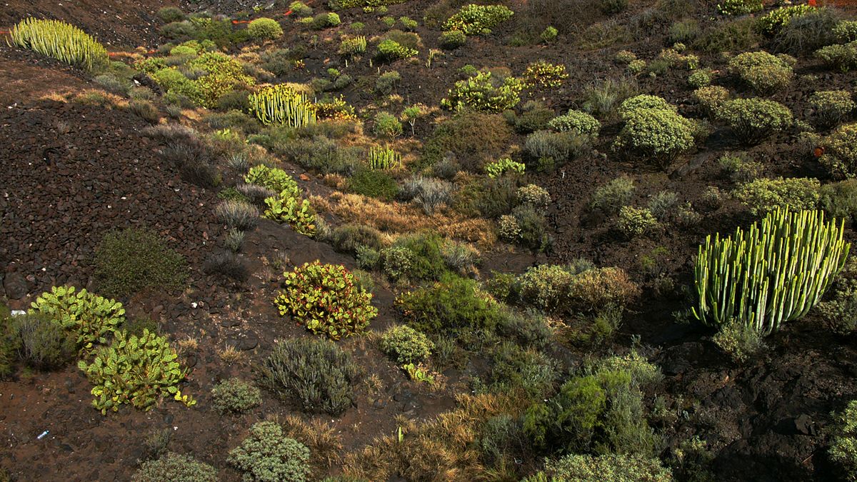 Типичная растительность юга Тенерифе