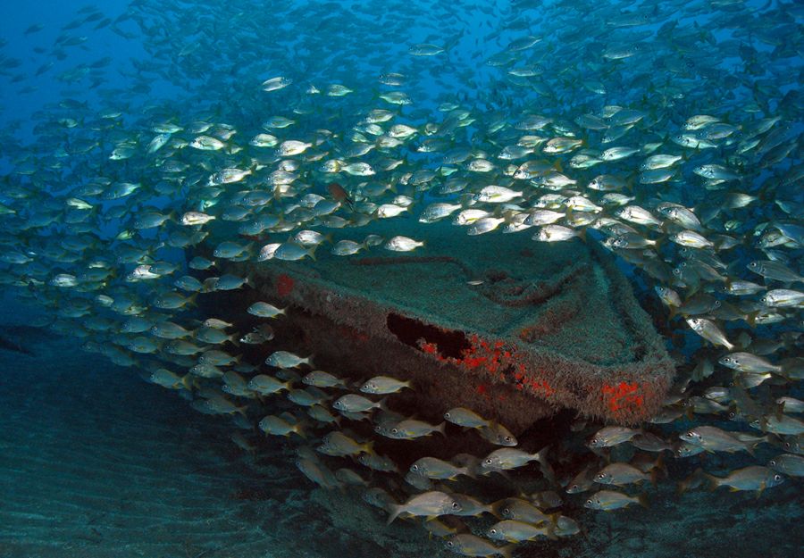 ���� ������ ���