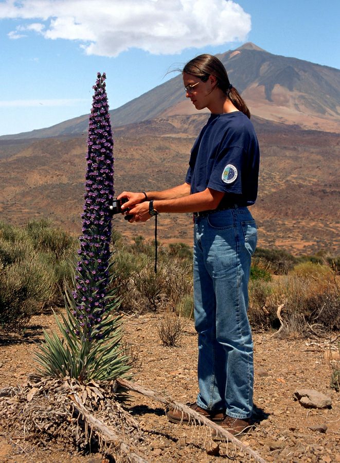 Синяк Вильдпрета