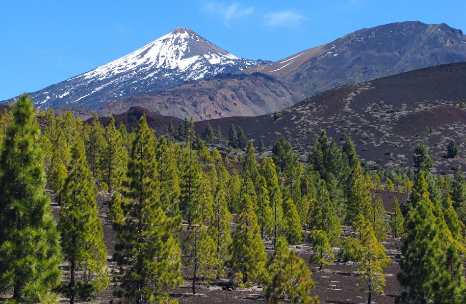 Сосновые леса на склонах вулкана Тейде