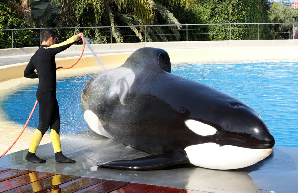 ���� ��������: ���� ����