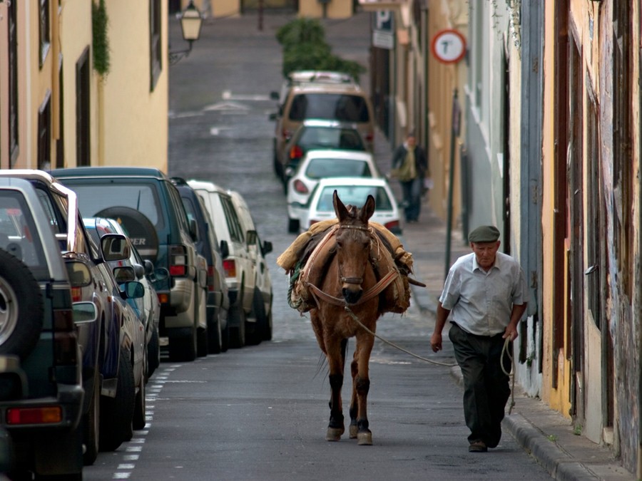 ���� ��������: ����������