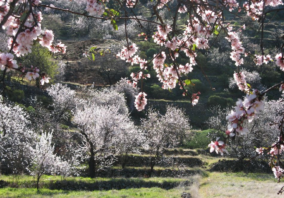Фото Тенерифе: цветущий миндаль