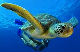 Фото Тенерифе: морская черепаха