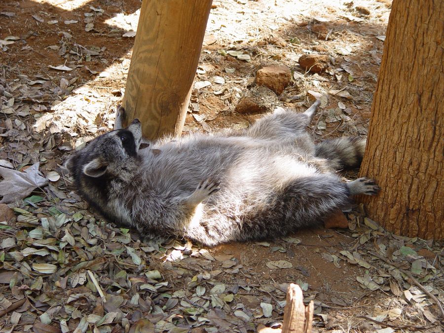 ���� ��������: � &laquo;����� �����&raquo;