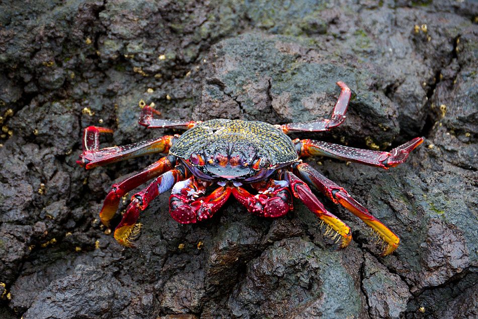 ���� ��������: ����